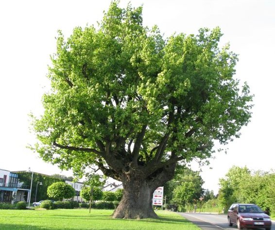 La quercia larga